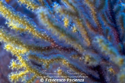 Fantasmagoric colors of bicolors Gorgonian (paramuricea c... by Francesco Pacienza 